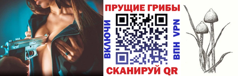 Купить закладки  Новозыбков  Псилоцибиновые грибы Psilocybine cubensis 